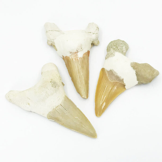 Der Zahn des Tigerhais S